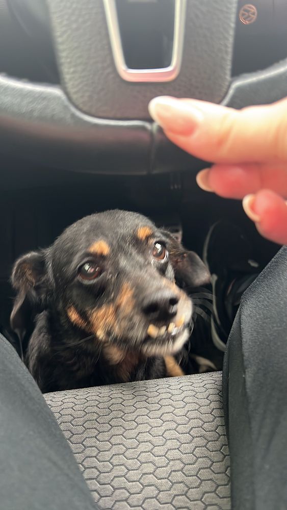 Cão