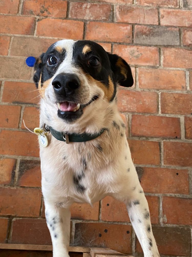Cão