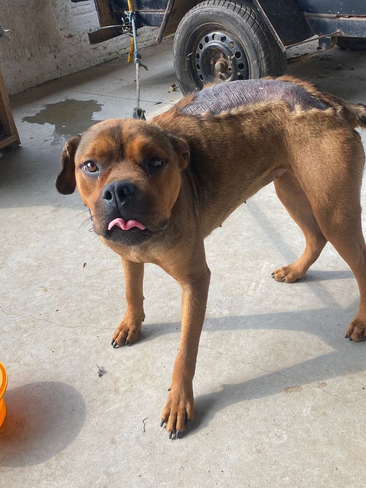 Cão