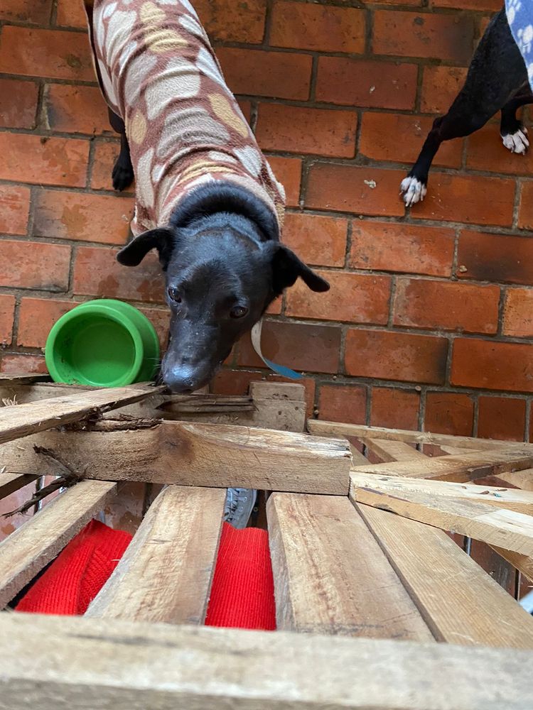 Cão