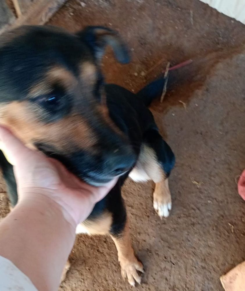 Cão