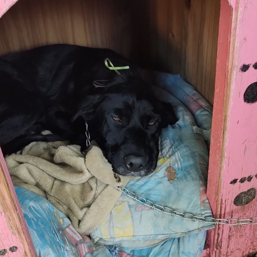 Cão