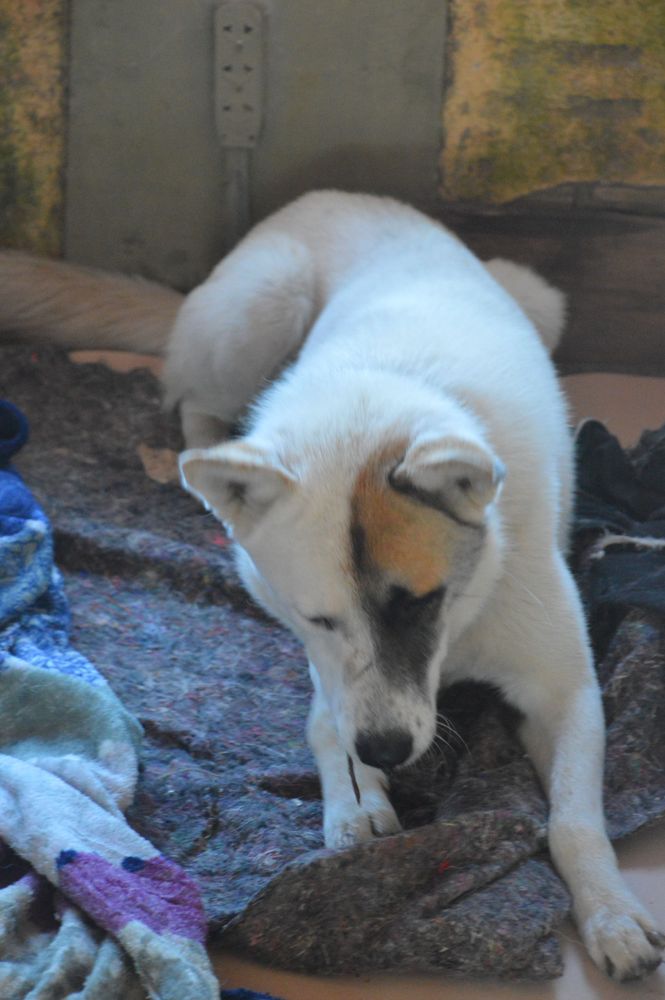 Cão