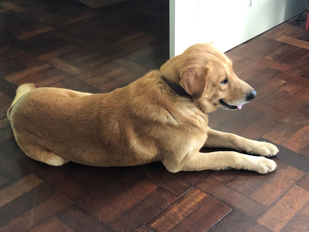 Cão