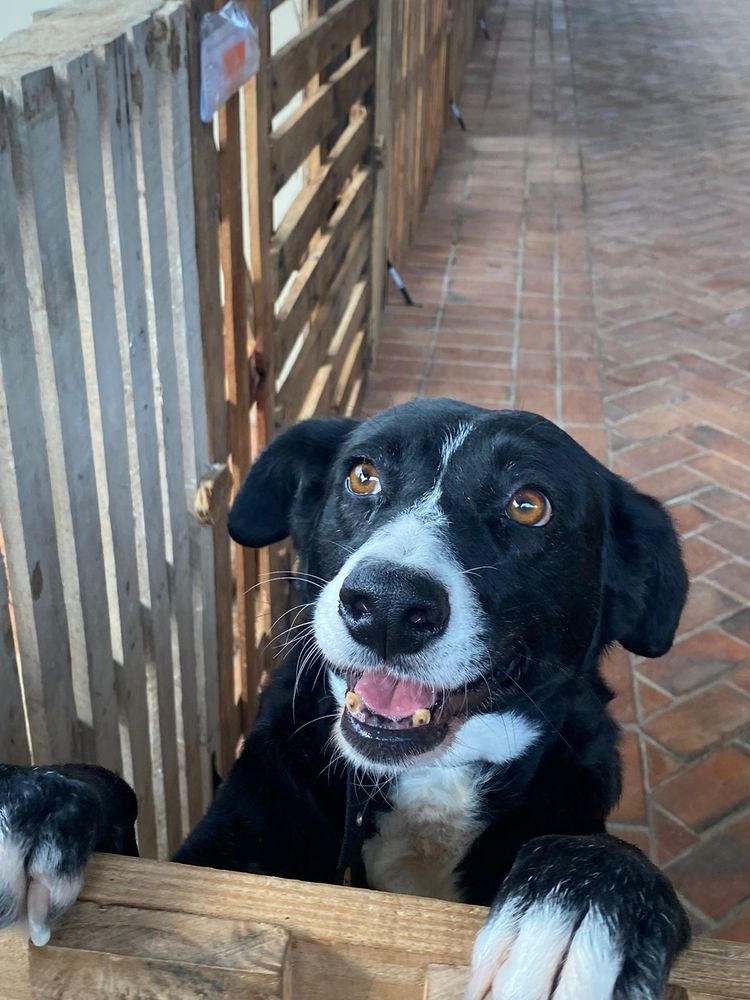 Cão