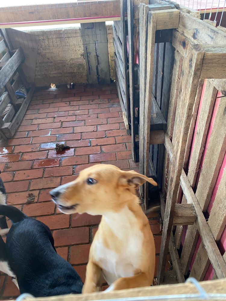 Cão