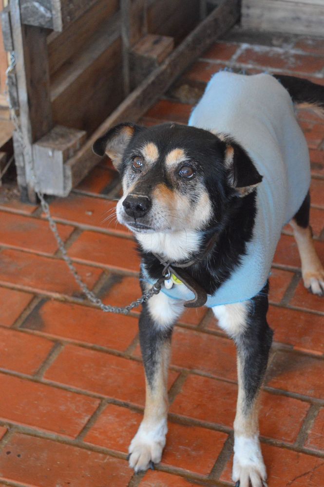 Cão