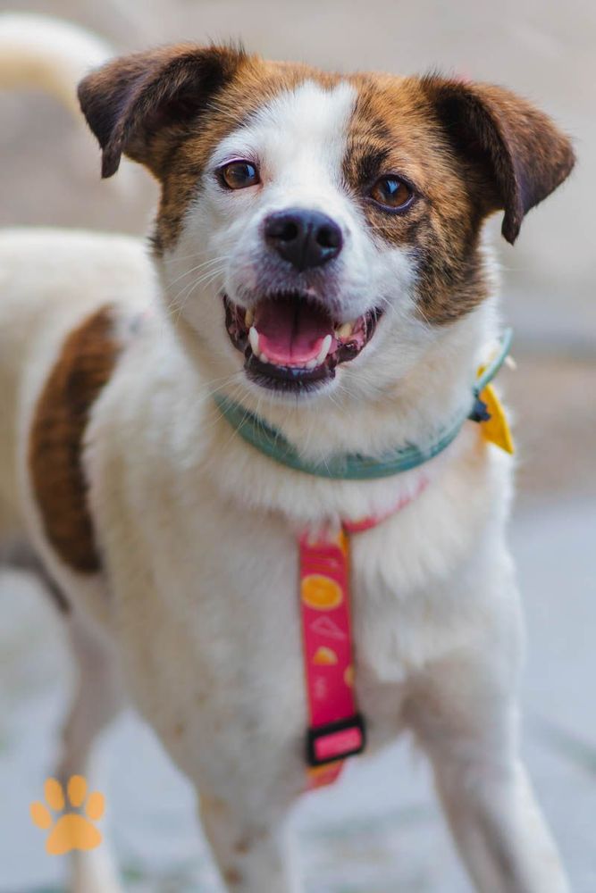 Cão