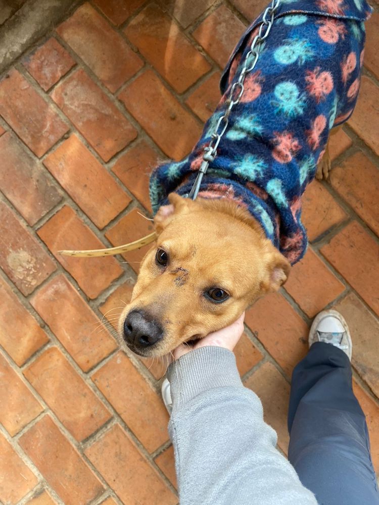 Cão