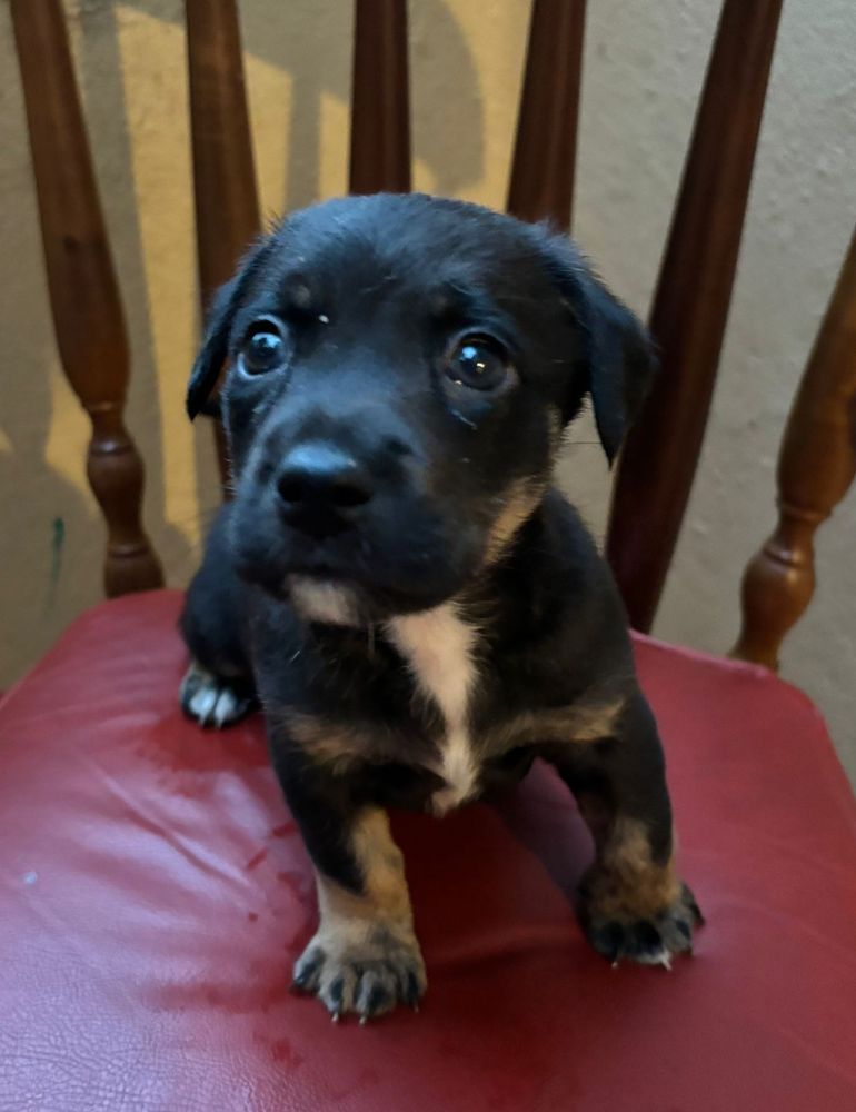 Cão