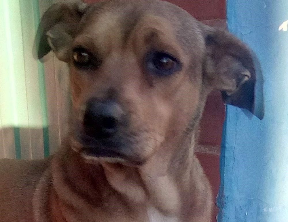 Pituca