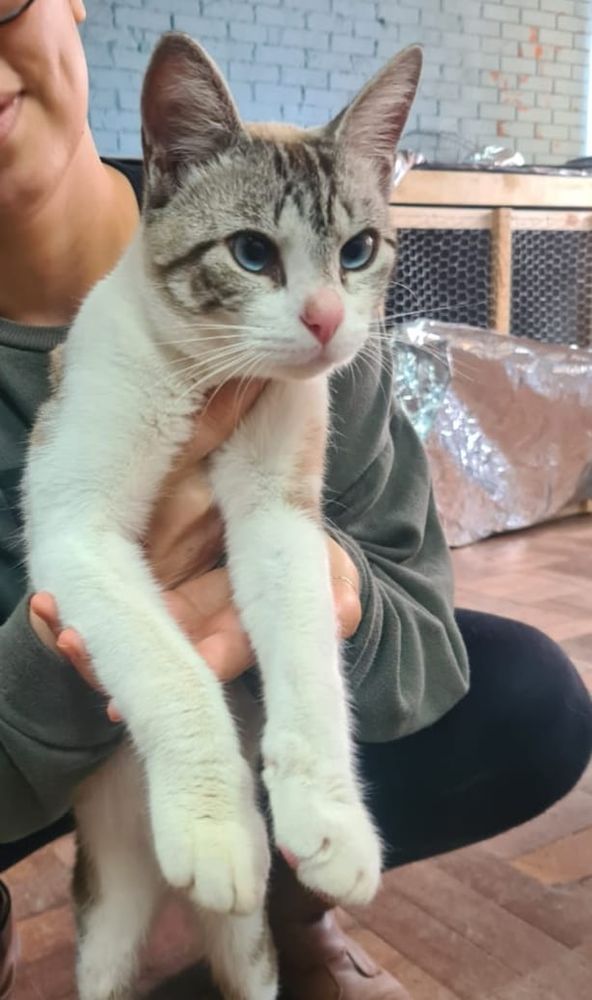 Gato