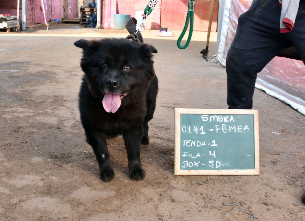 Cão