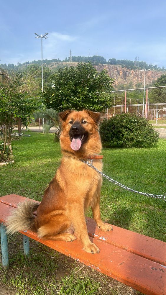Cão