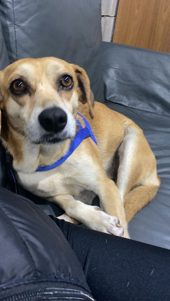 Cão