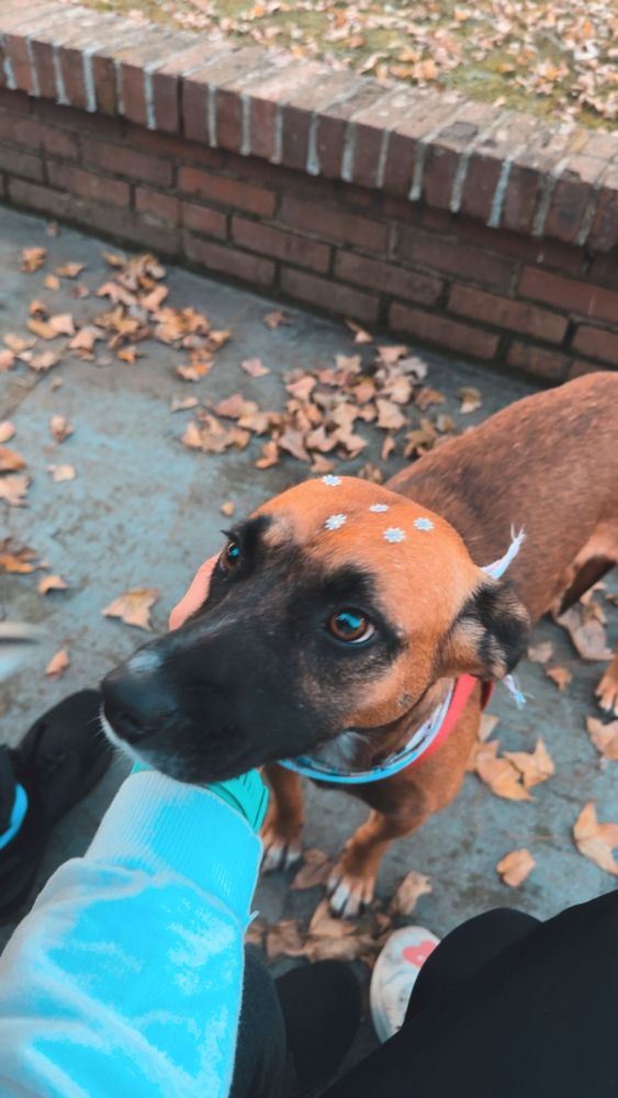 Cão