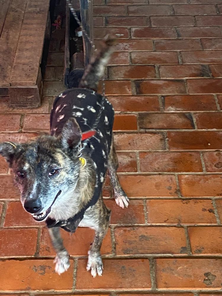 Cão