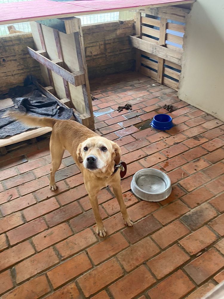 Cão