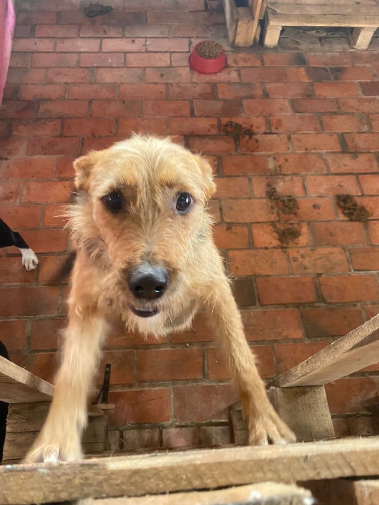 Cão