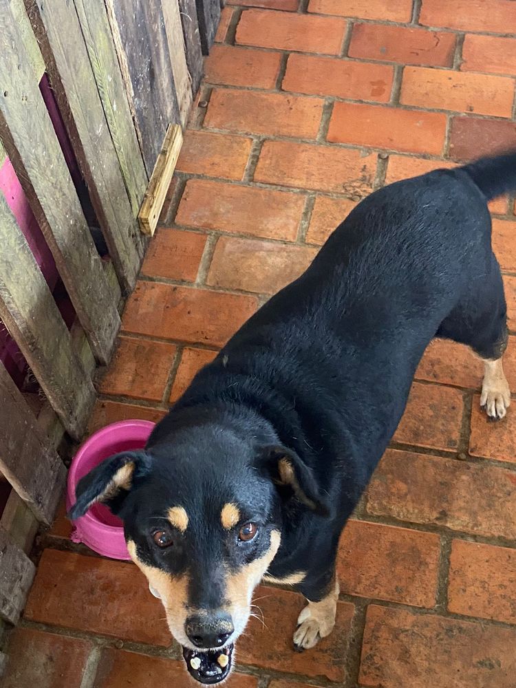 Cão