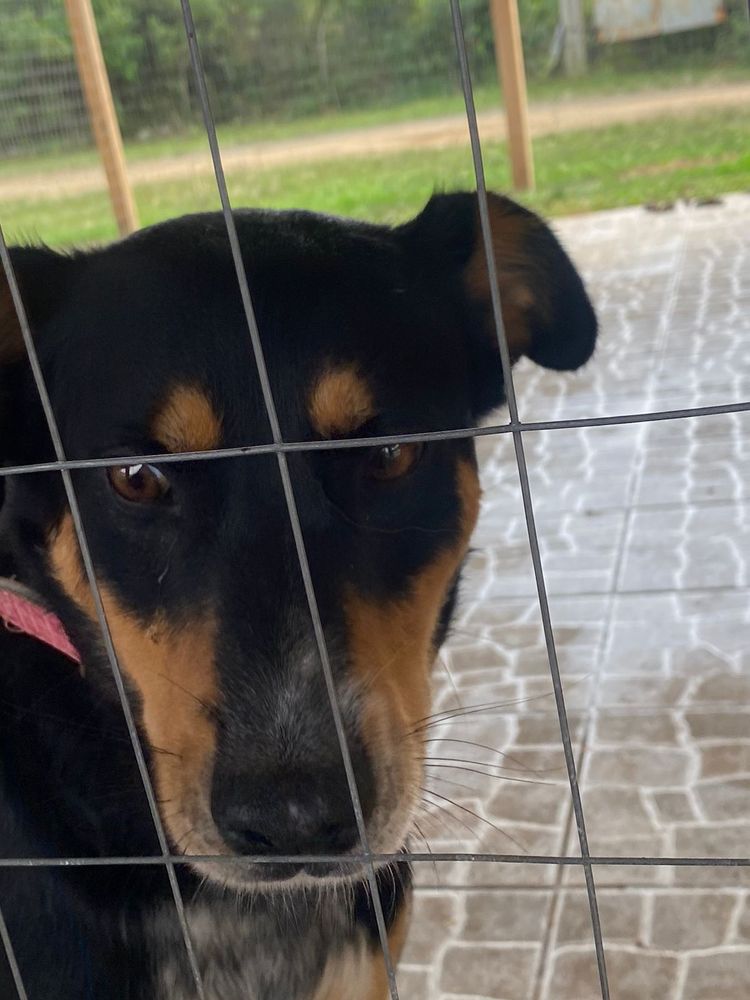 Cão