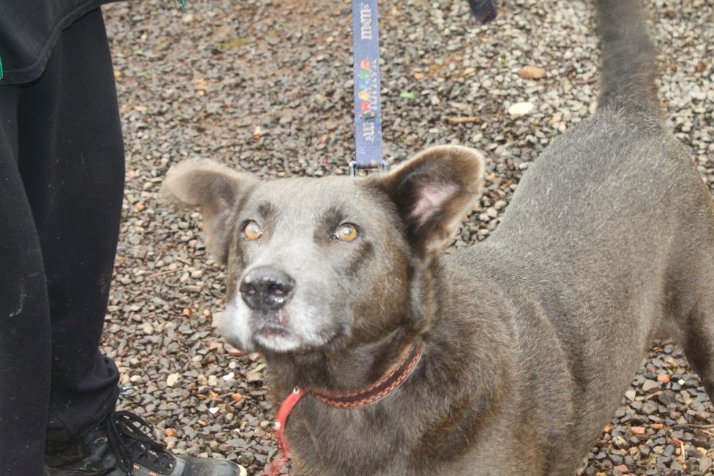 Cão