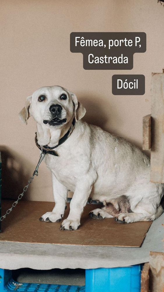 Cão