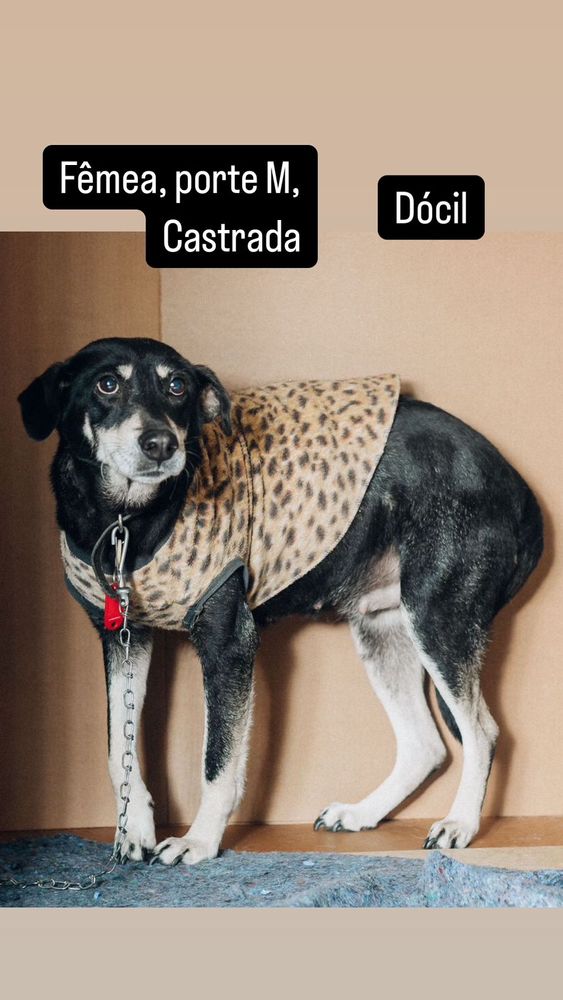 Cão