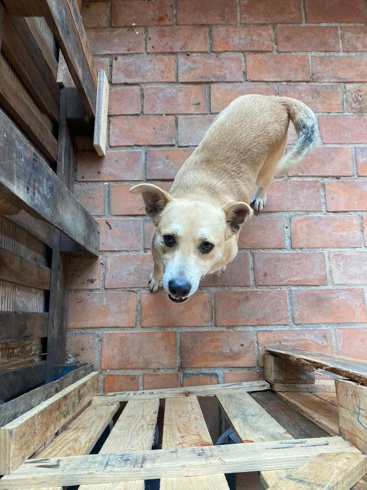 Cão