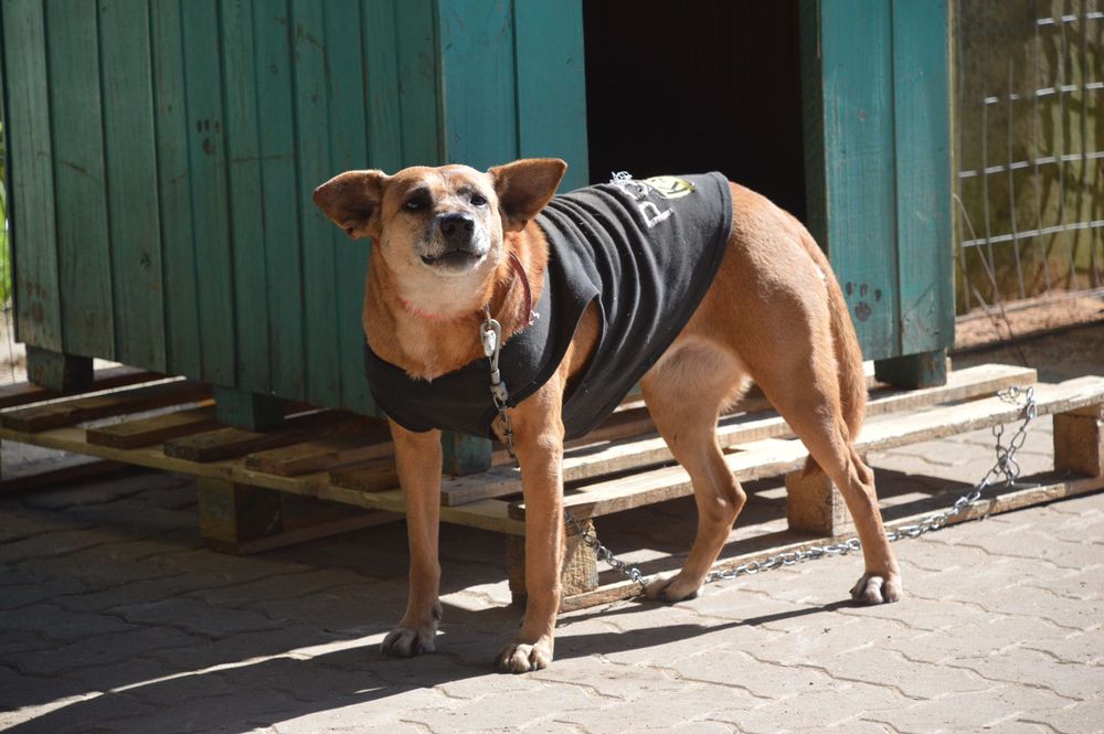 Cão