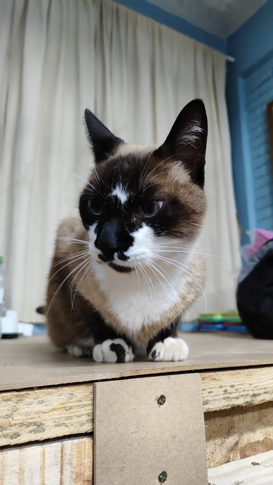 Gato