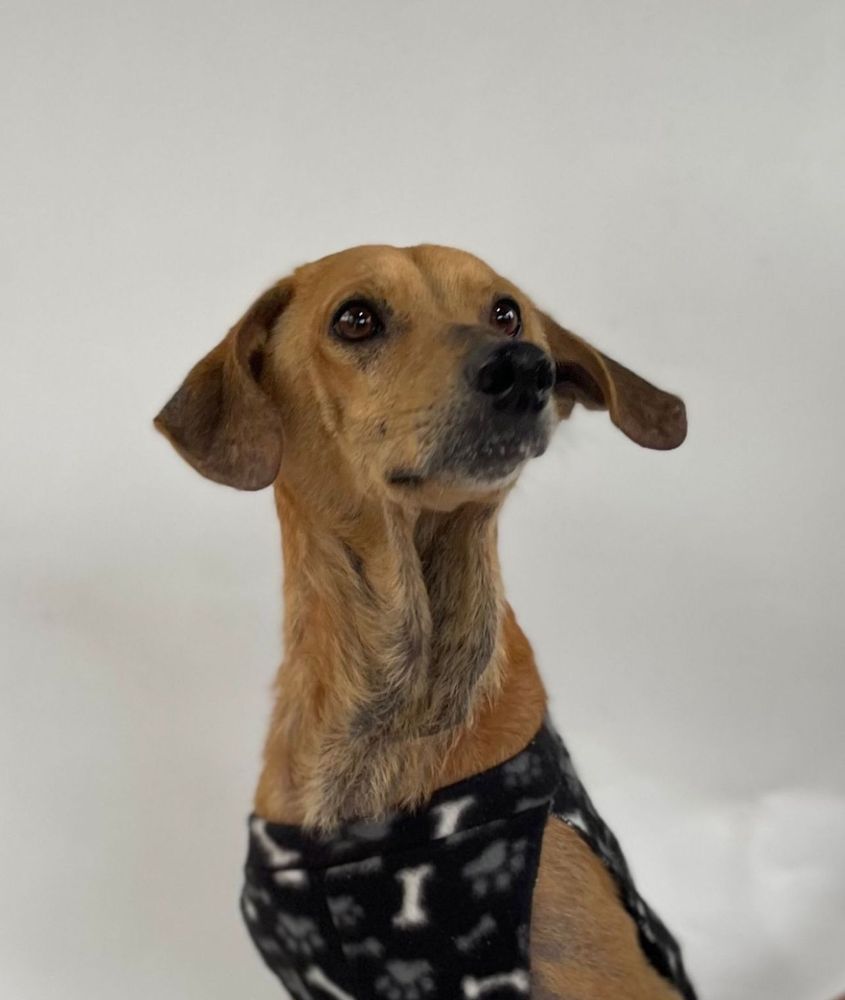 Cão