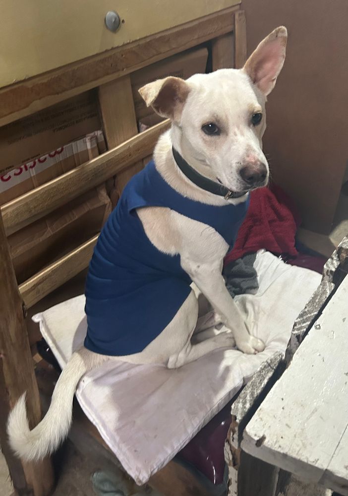 Cão
