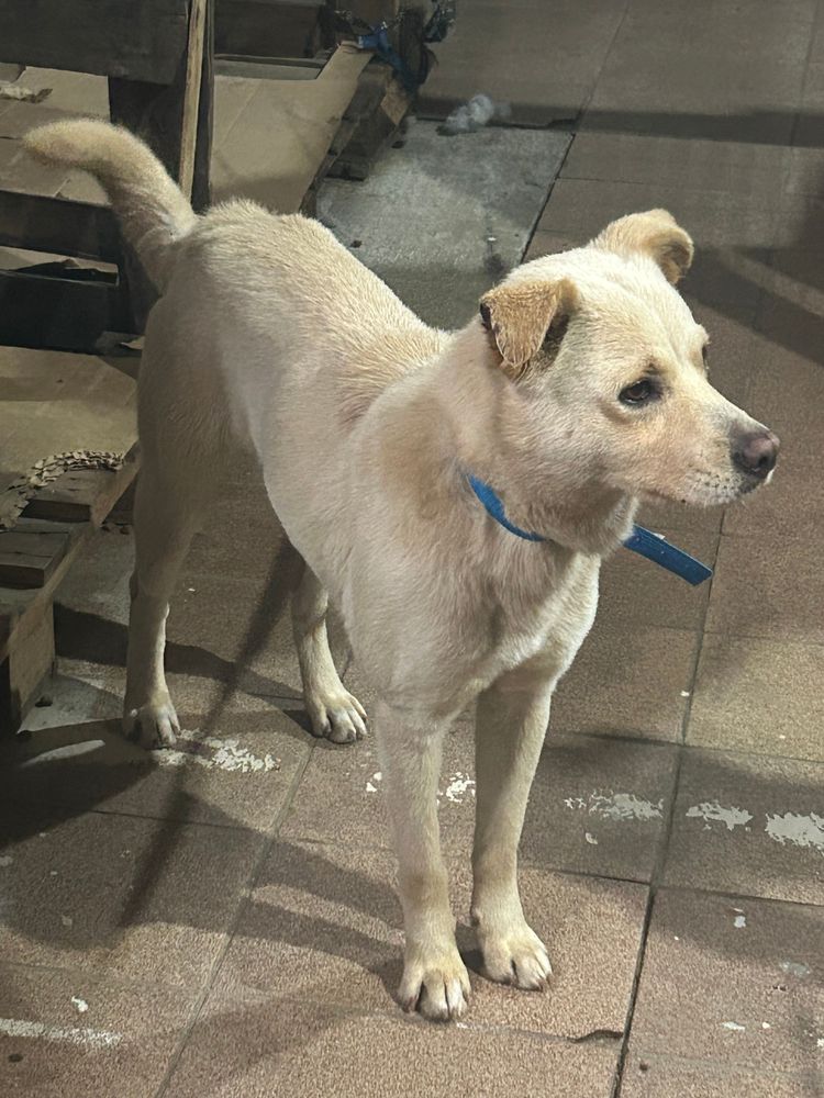 Cão