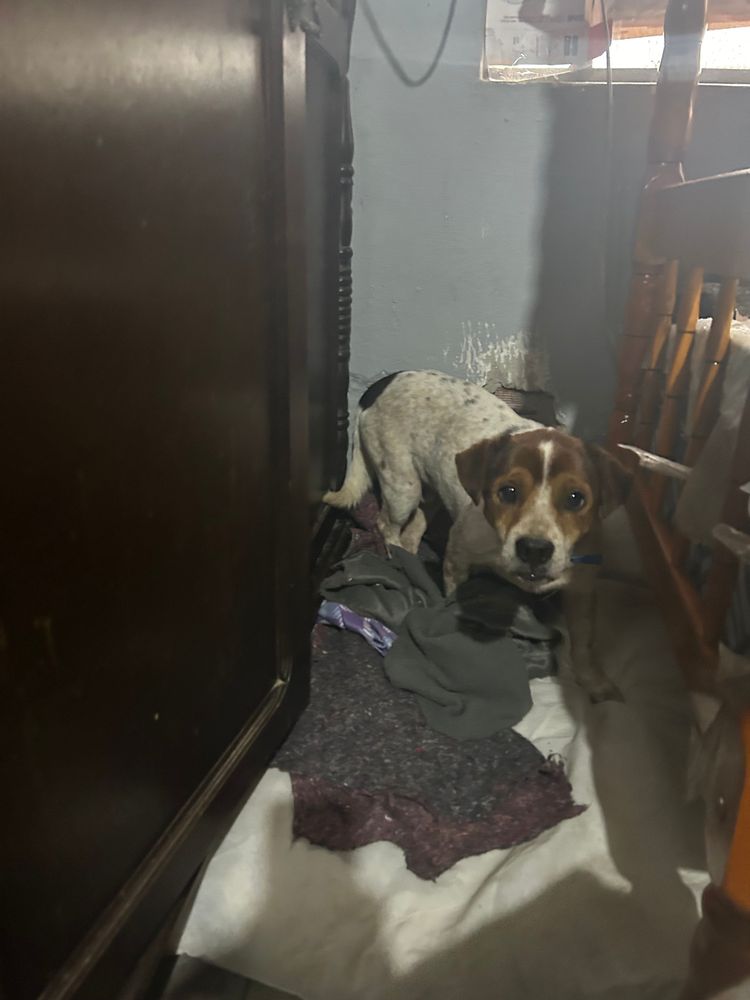 Cão