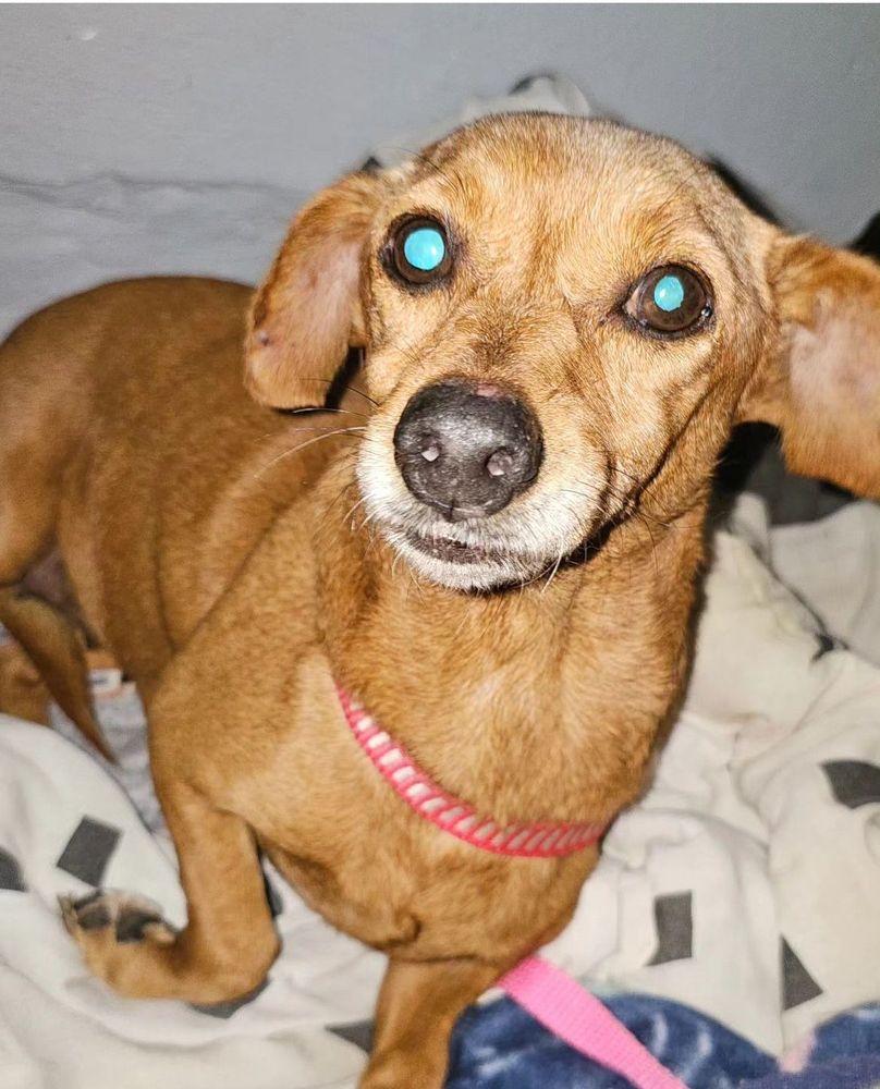 Cão