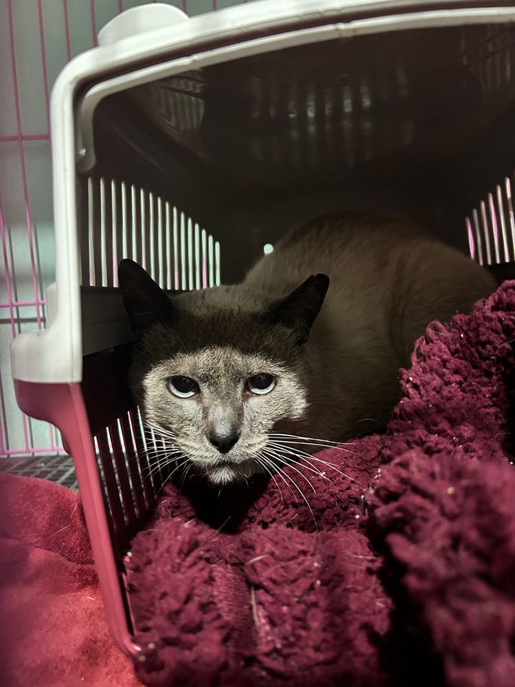 Gato