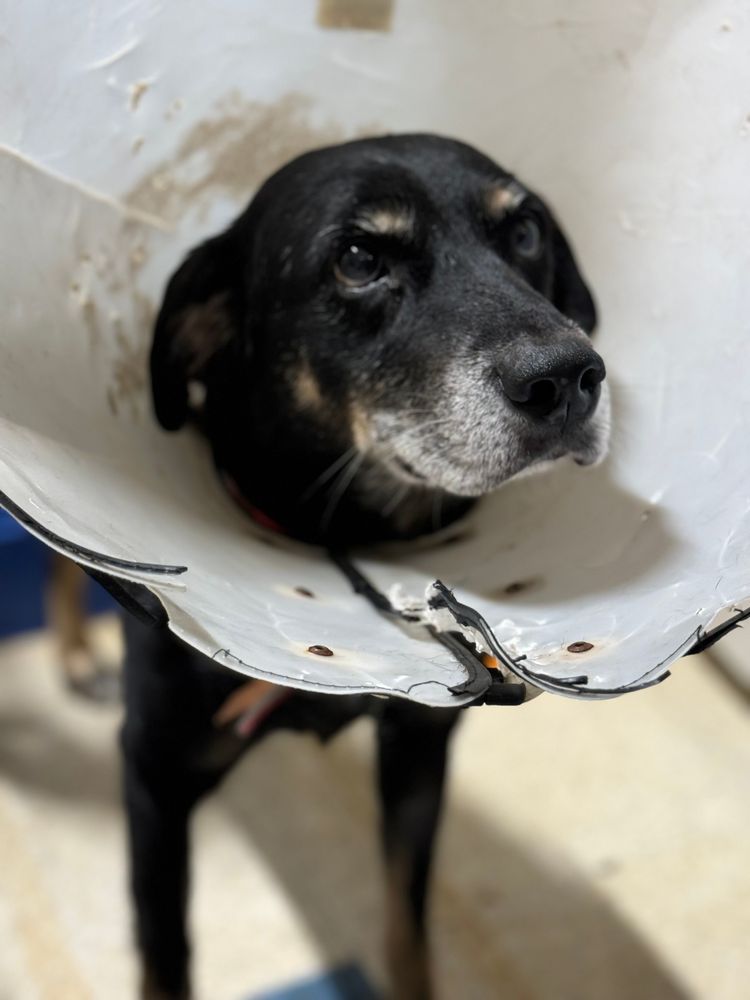 Cão