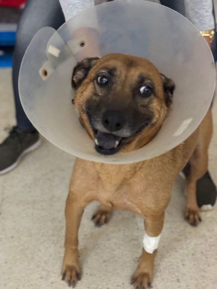 Cão