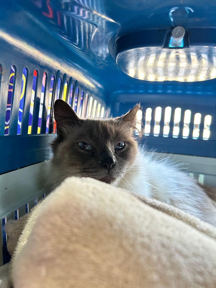 Gato