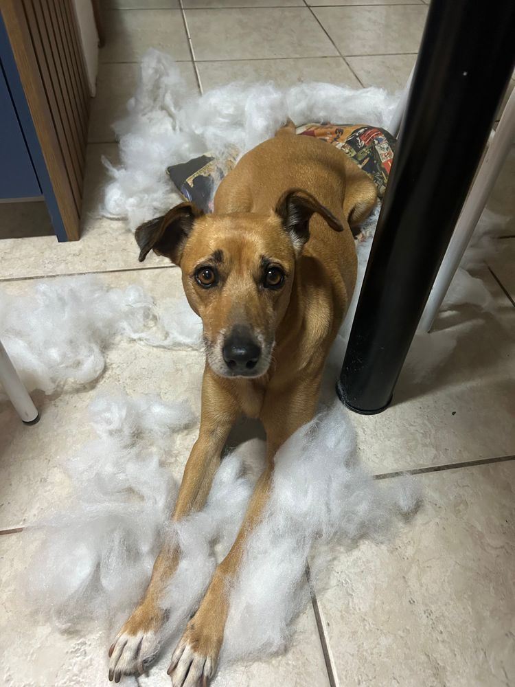 Cão