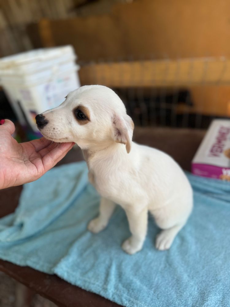 Cão