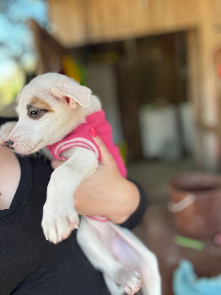 Cão