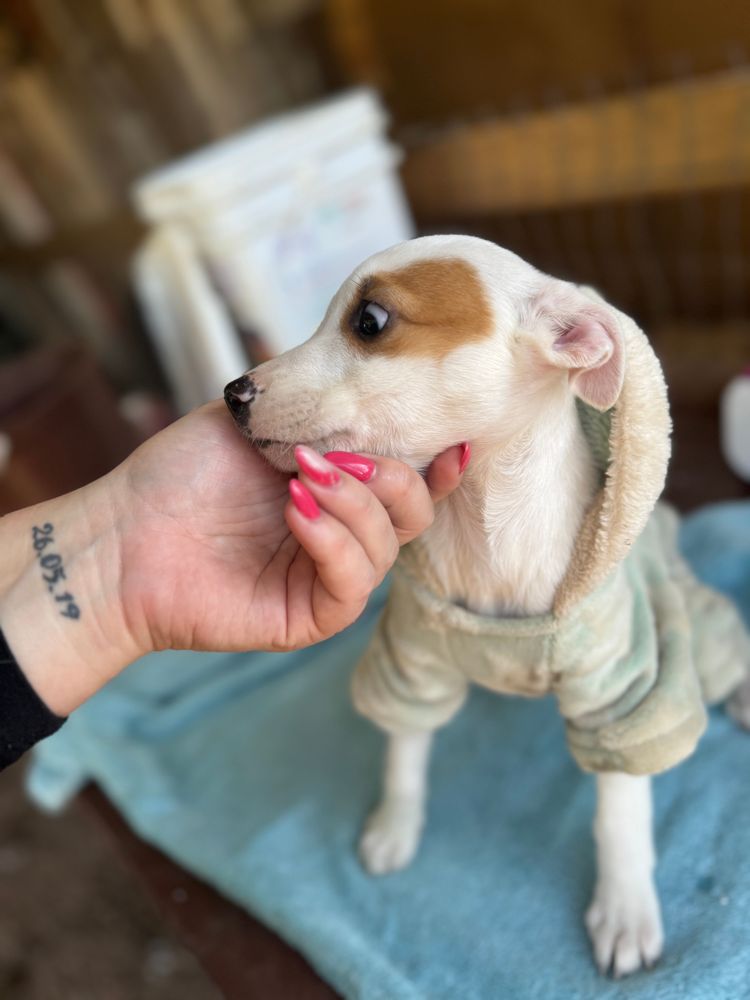 Cão