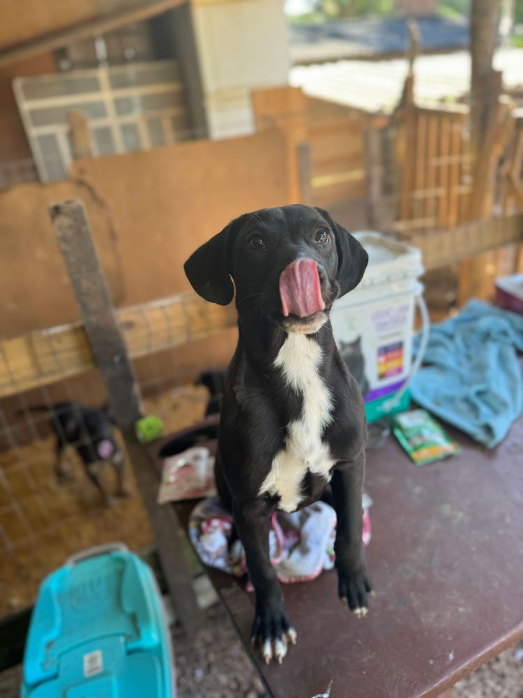 Cão
