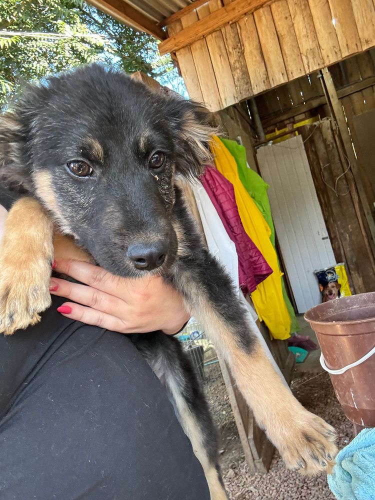 Cão