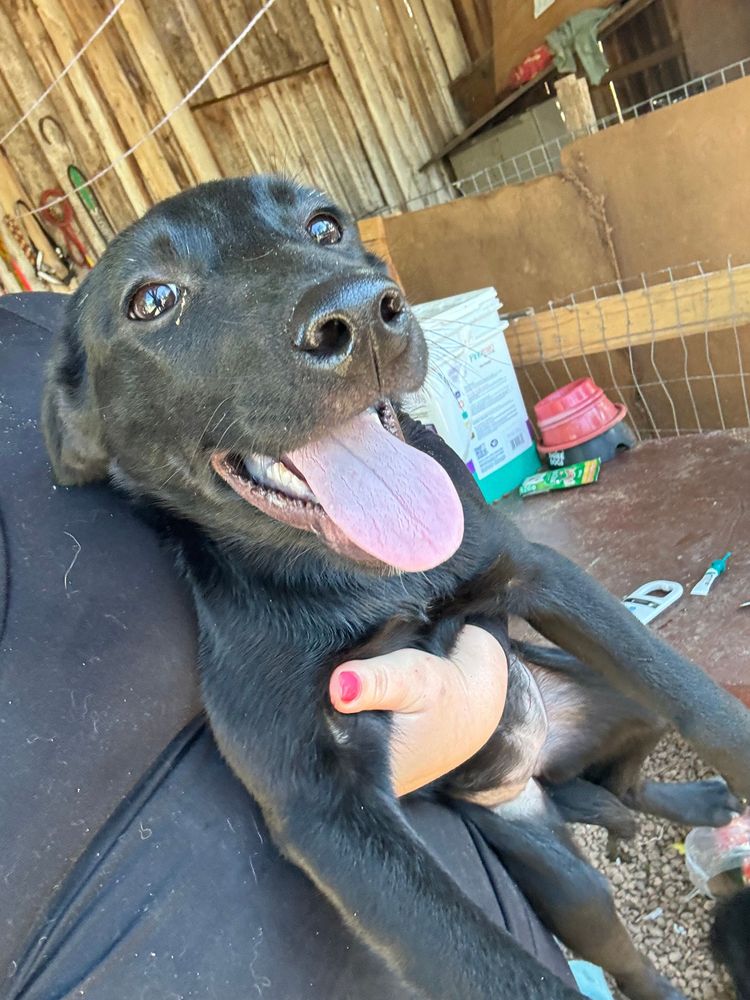 Cão