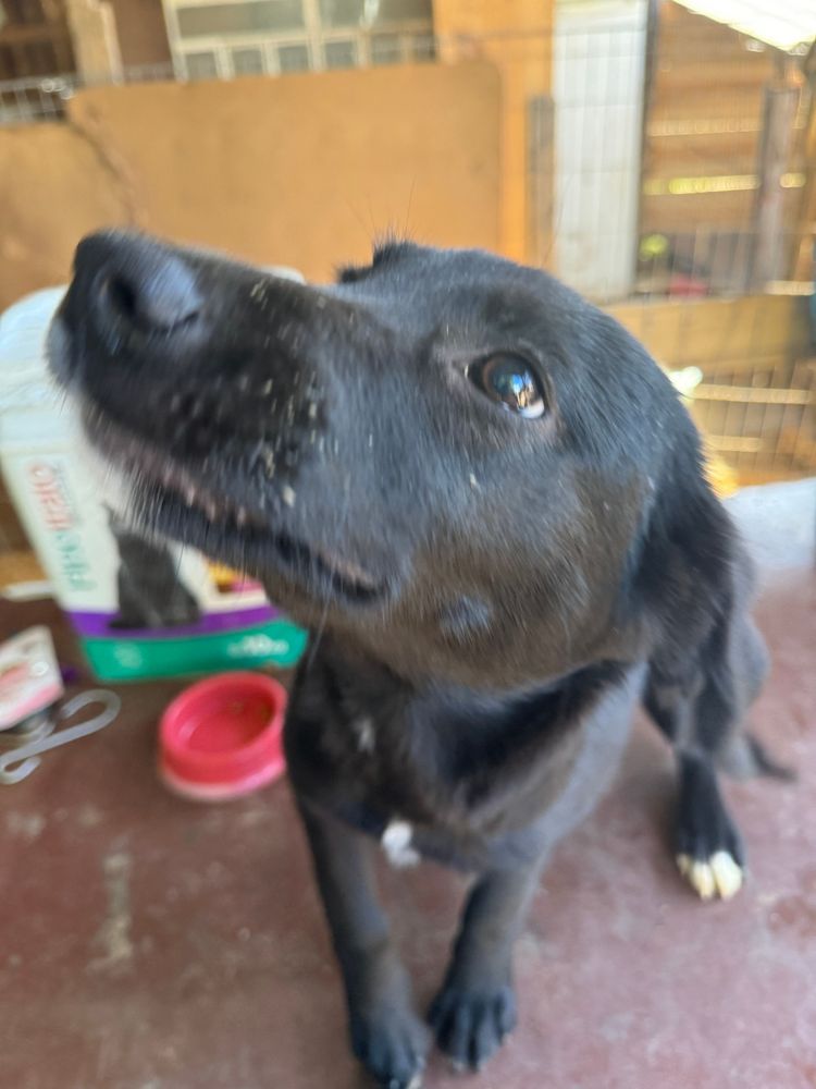 Cão