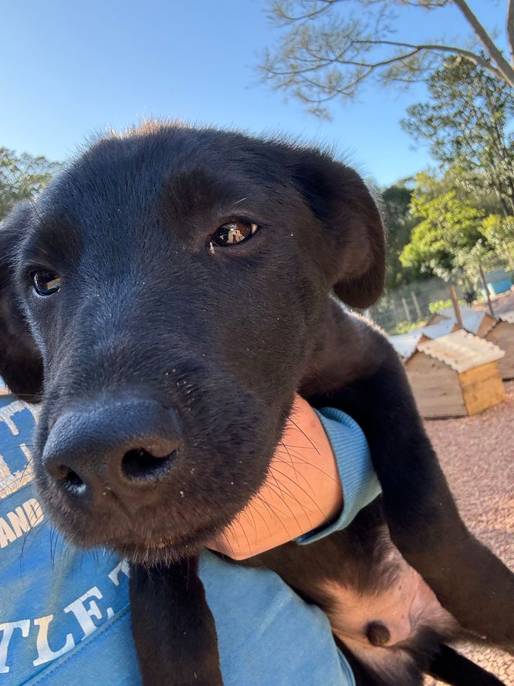 Cão