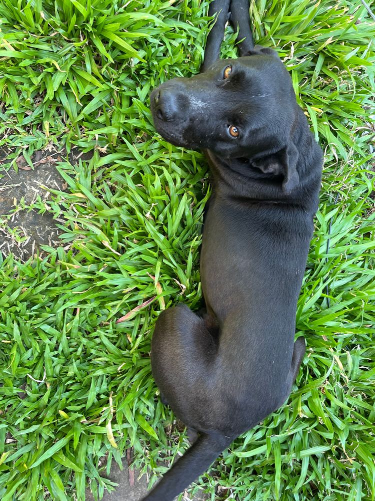 Boquinha